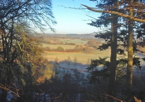 Wonderful view of open spaces in the New Forest