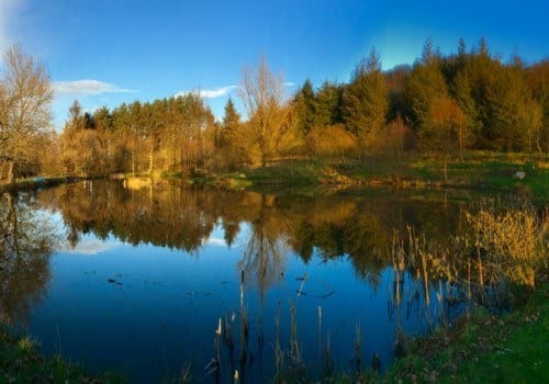Fishing lake surrounded by woodland