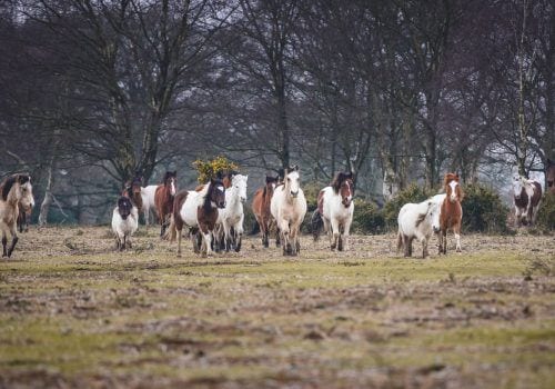 The incredible New Forest ponies roaming the countryside