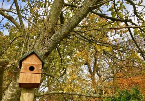Bird Box Wildlife in the woodland forest