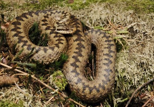 An adder in the New Forest during a walk