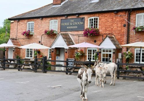Donkeys roam the villages and towns of the New Forest