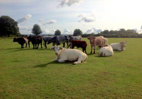 Cattle grazing and relaxing in the New Forest