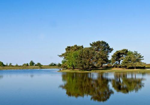 Hatchet pond a natural beauty within the New Forest