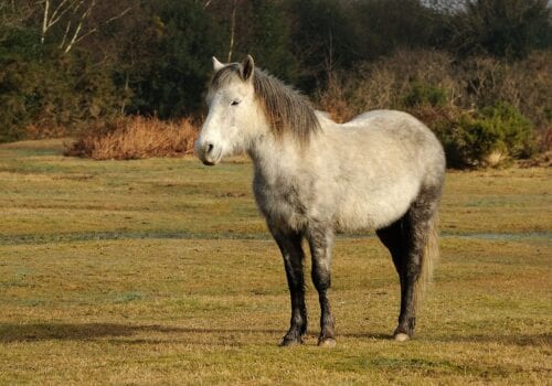 a visit to the New Forest is a must when on your self catering holiday there is plenty to see and do