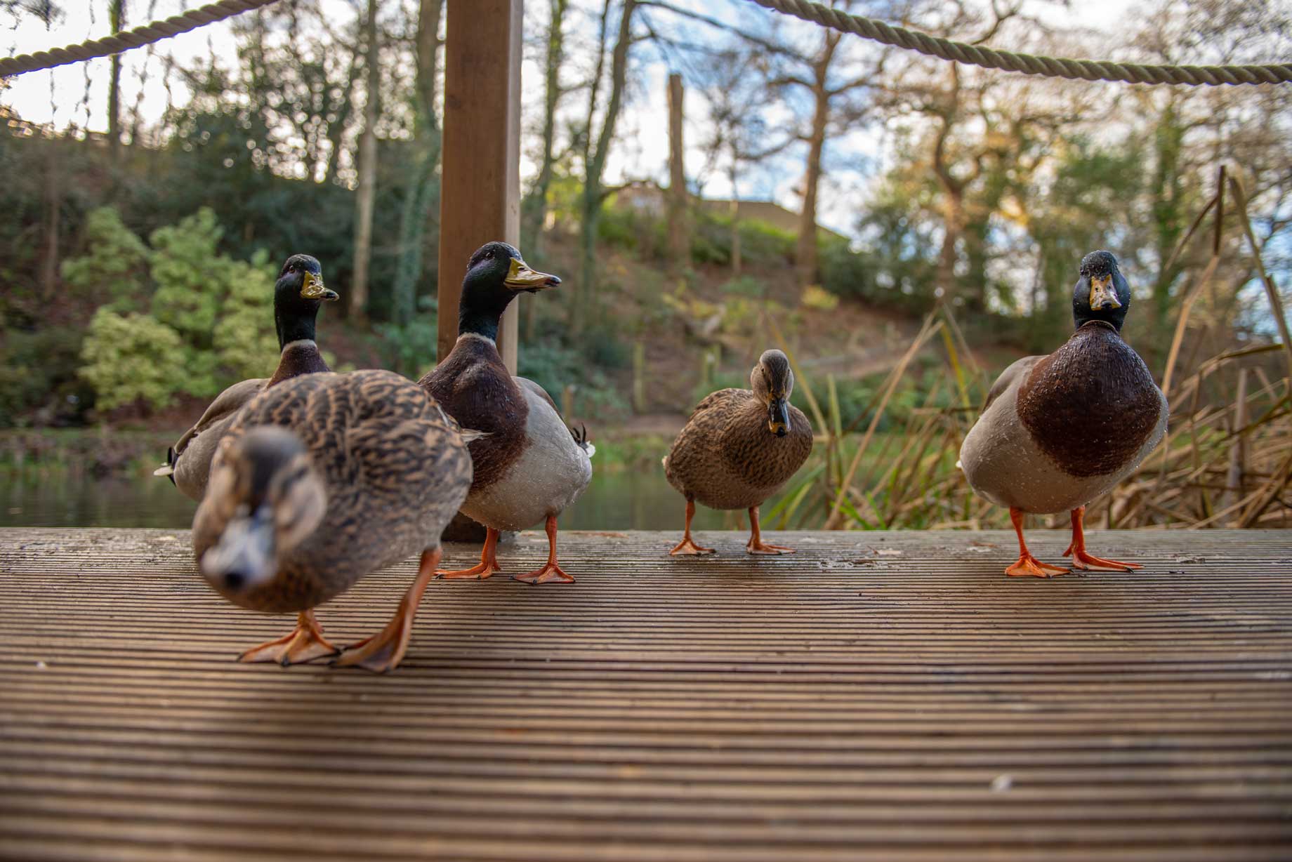 Ducks line up to say hello on a verandah in a woodland lodge