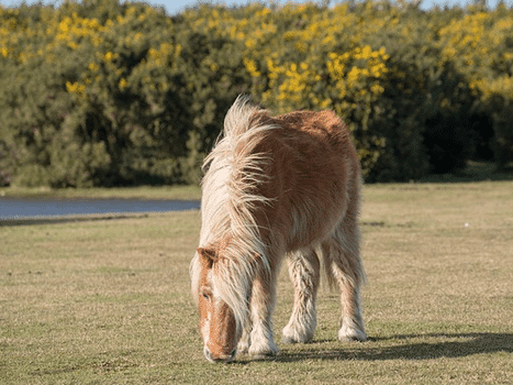 you are almost guaranteed to see a new forest pony within their natural habitat when out for a stroll around the New Forest