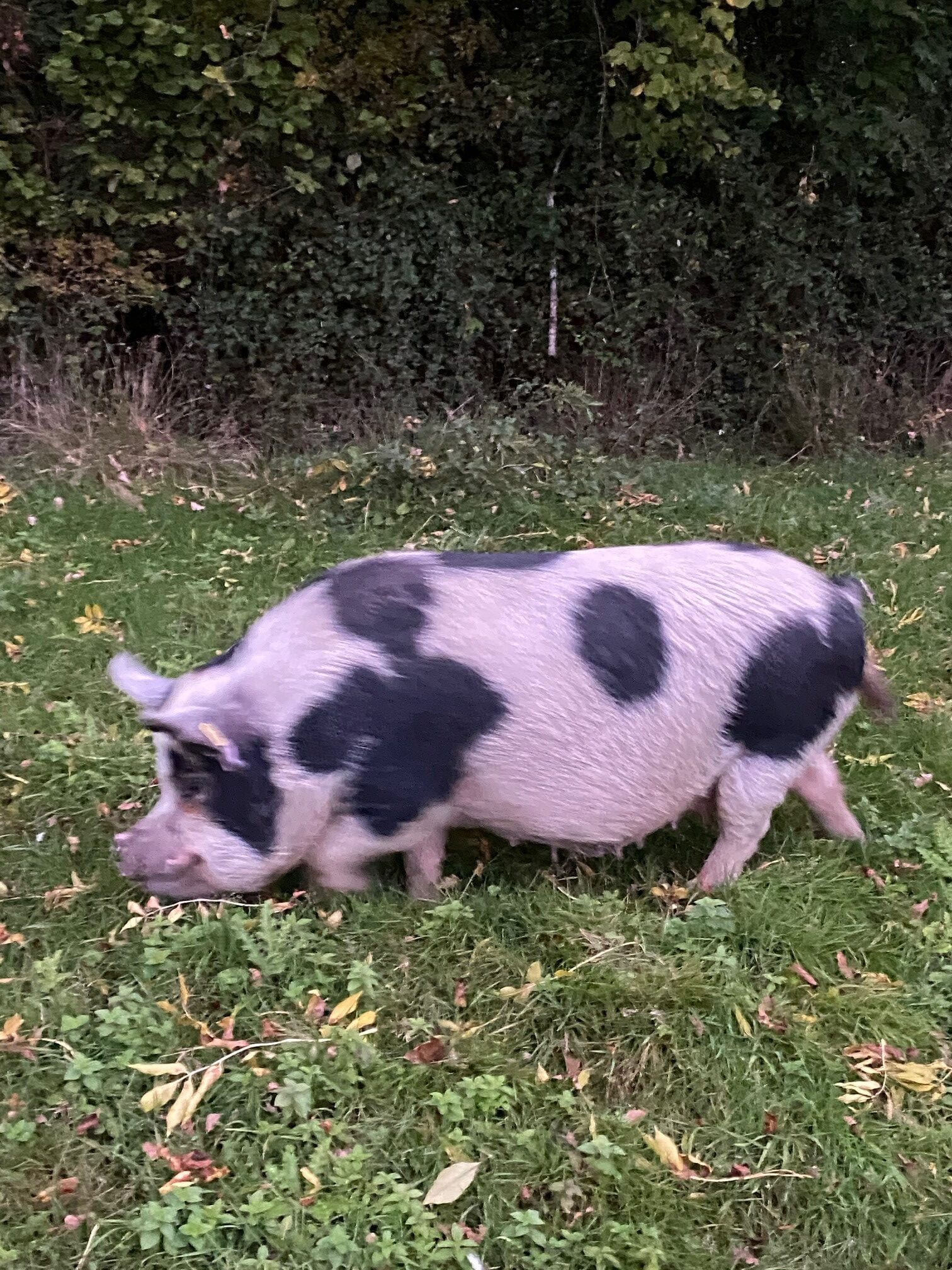 Spotty pig roaming the New Forest eating acorns