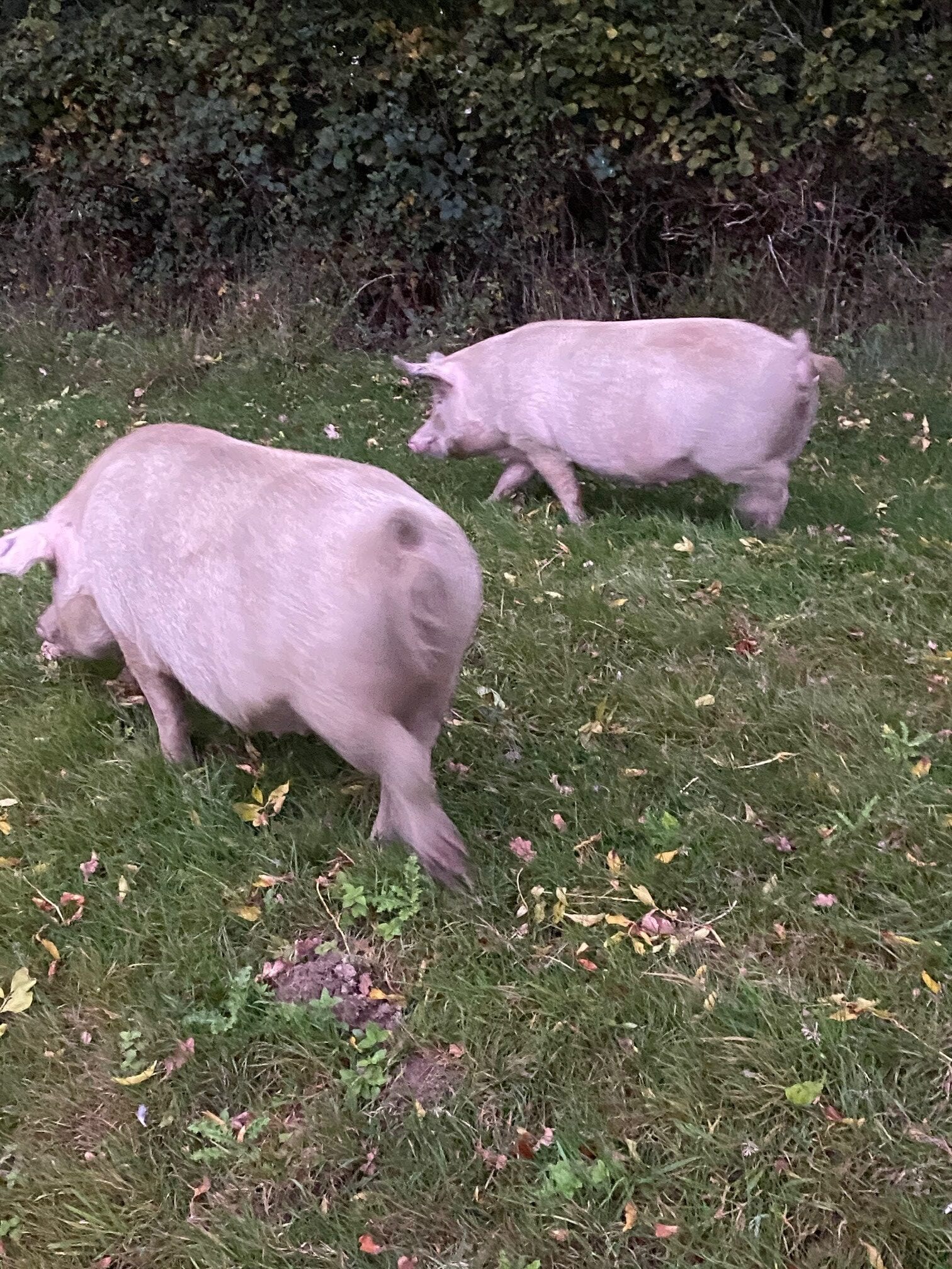 Looking for acorns the pink pannage pigs in the forest