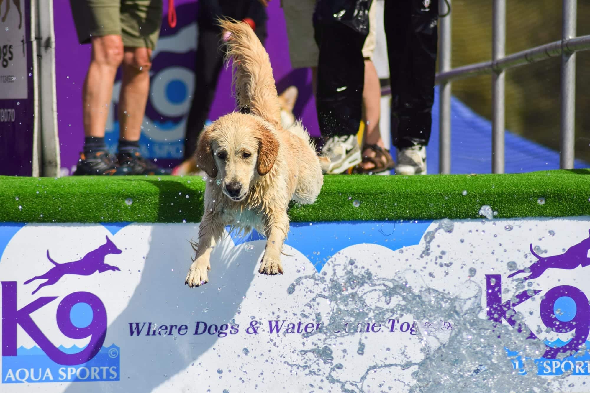 Dog on a water slide, dog festival