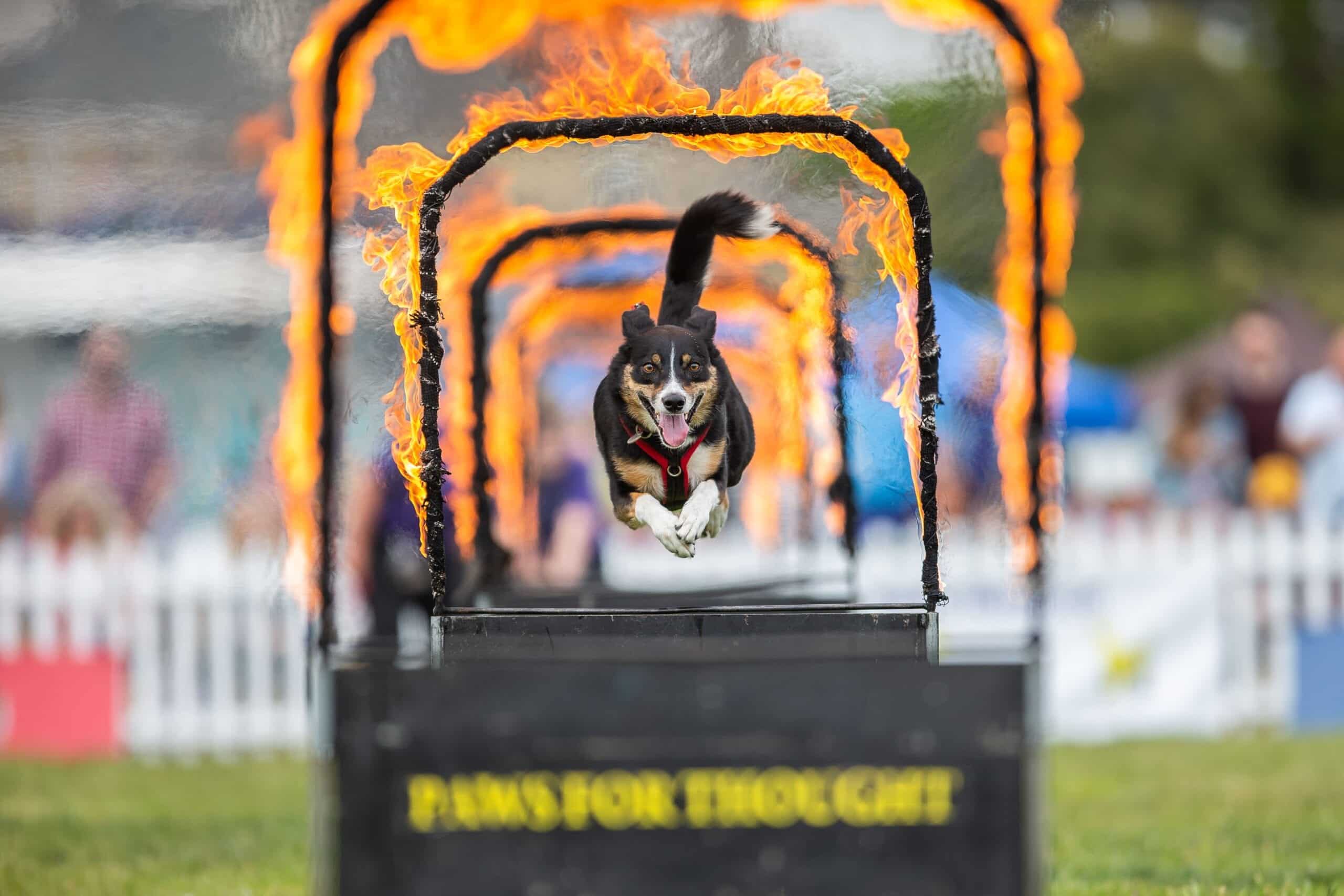 Dog jumping through rings of fire, dog festival
