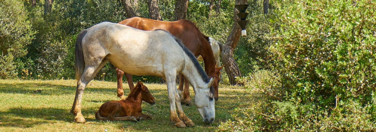 Wild horses in the New Forest