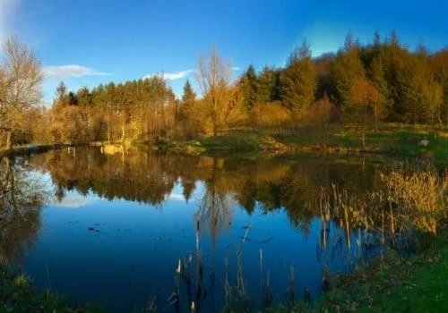 image-500x350 Fishing lake surrounded by woodland