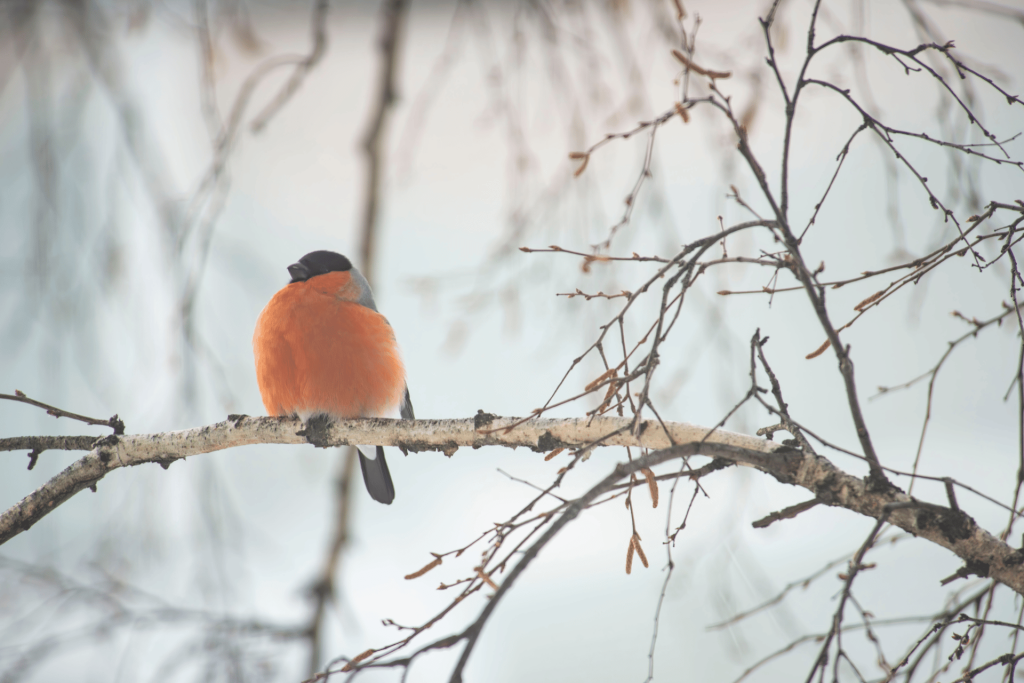 Spotting Winter Wildlife in the New Forest